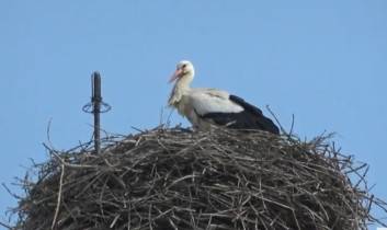 Imagen de vista previa de la cámara web Storks Cheb